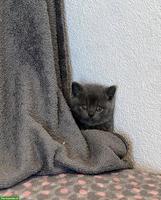 Britisch Kurzhaar Kitten, Kater