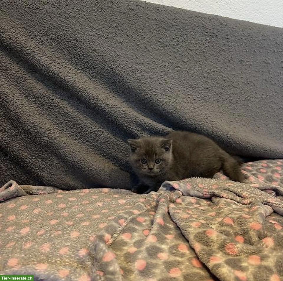 Bild 2: Britisch Kurzhaar Kitten, Kater
