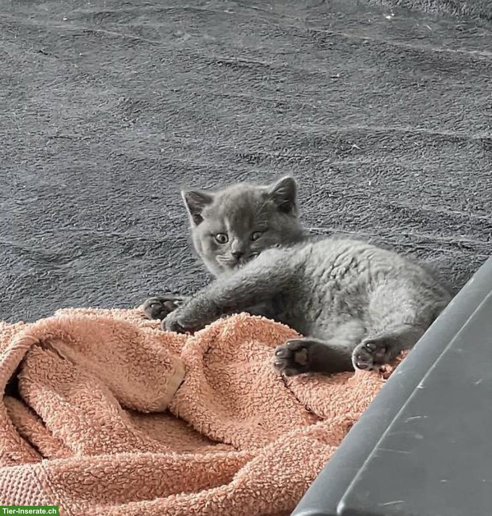 Bild 3: Britisch Kurzhaar Kitten, Kater