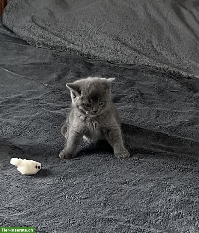 Bild 4: Britisch Kurzhaar Kitten, Kater