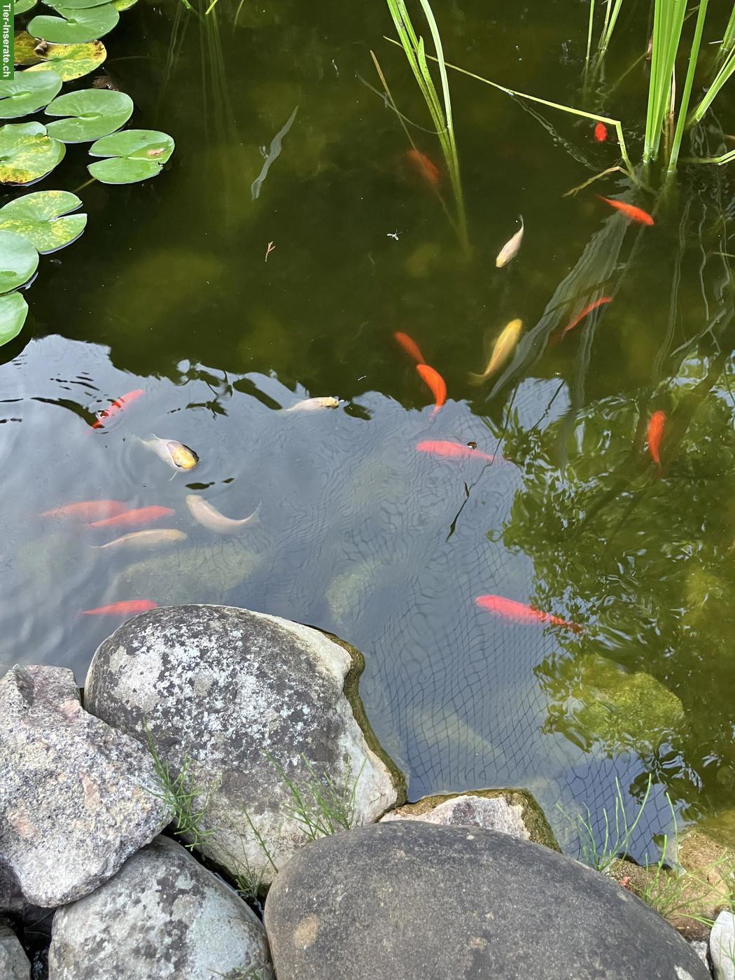 Goldfische gratis abzugeben