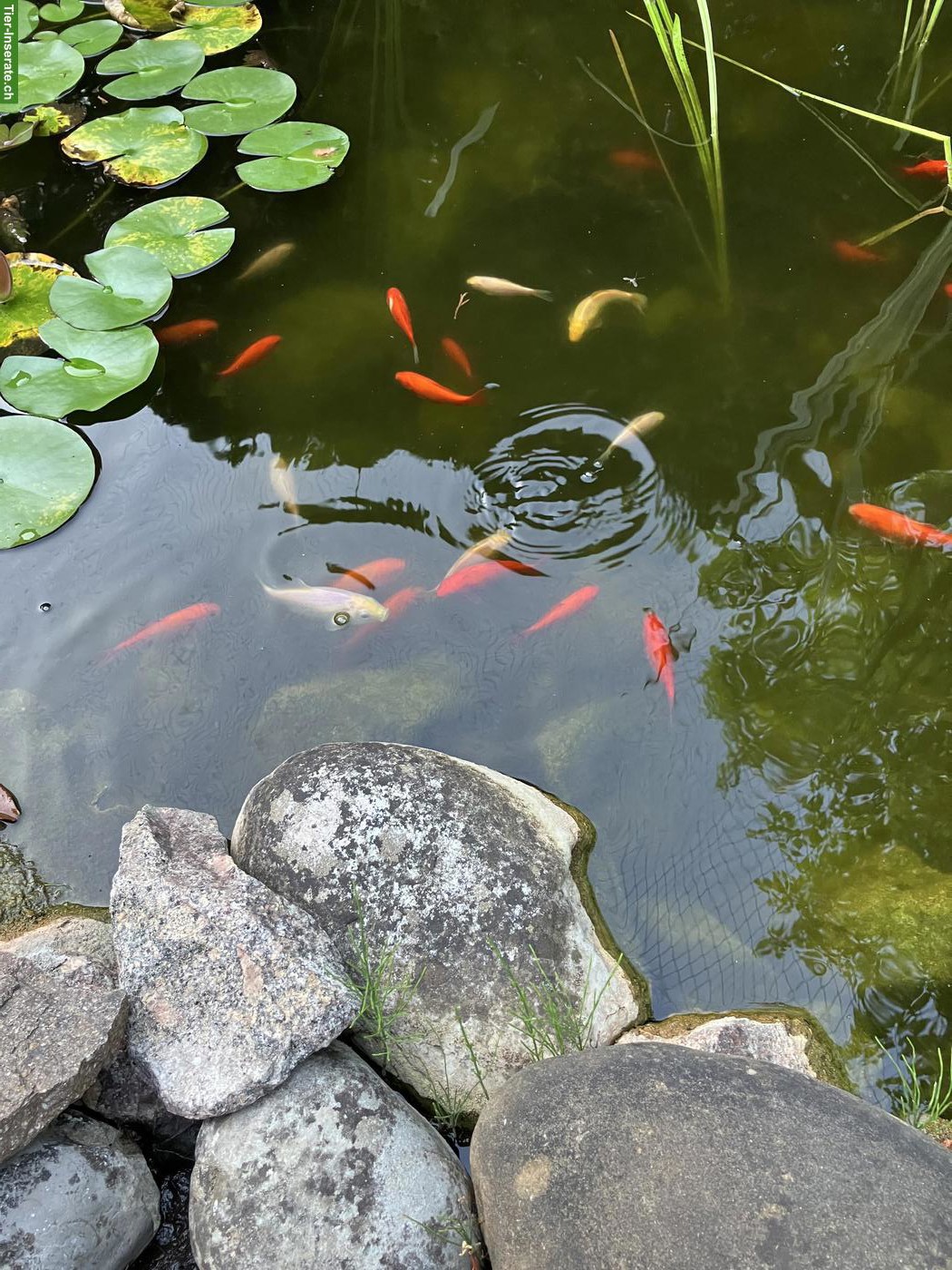 Bild 2: Goldfische gratis abzugeben