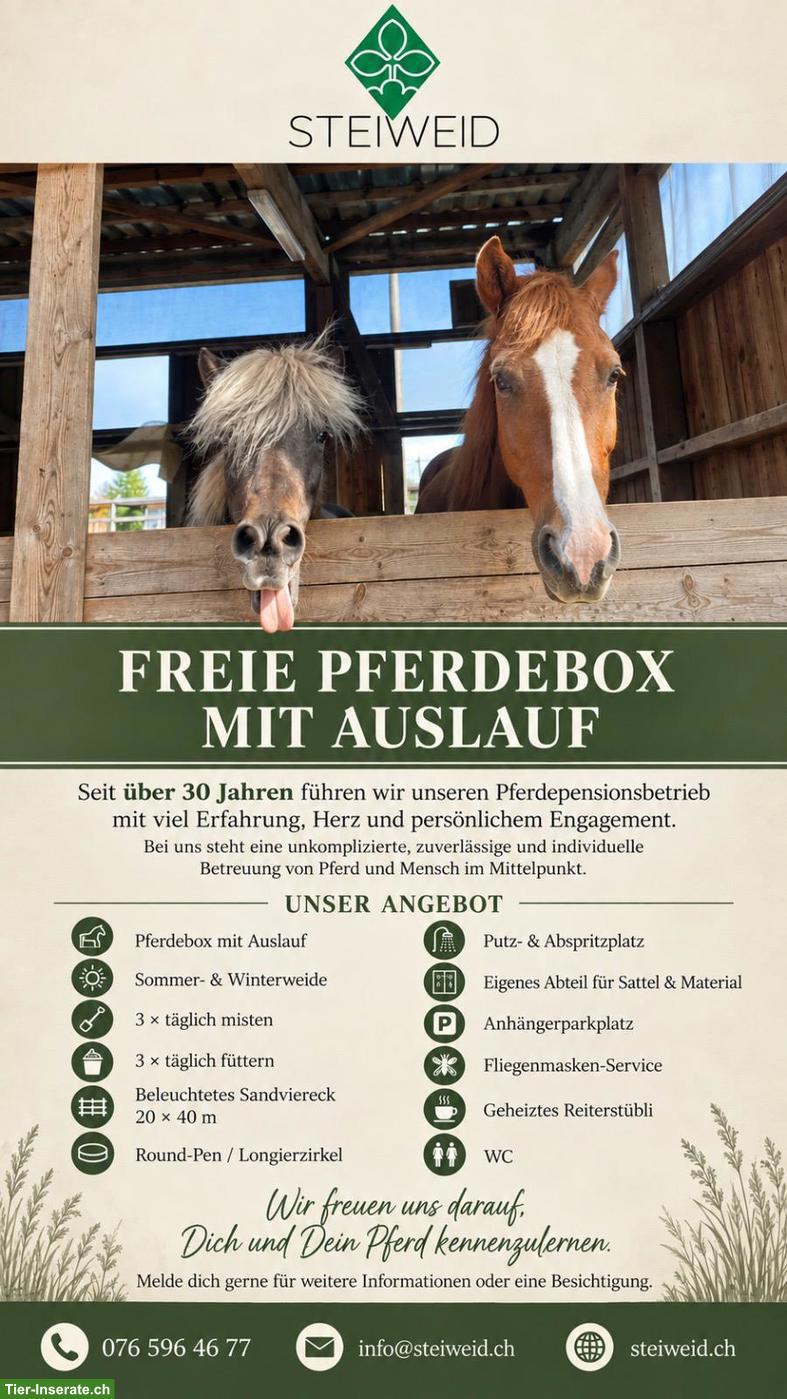 Freie Pferdeboxen mit Auslauf im Luzerner Seetal