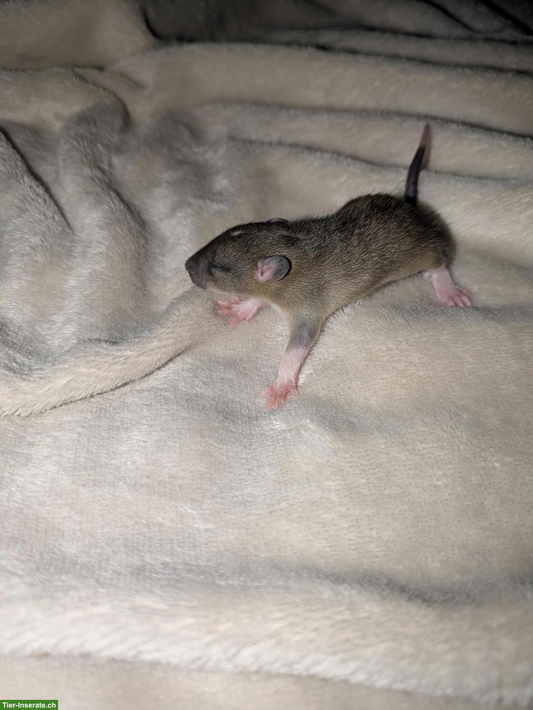 Rattenbabys aus Hobby-Rattenzucht