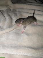 Rattenbabys aus Hobby-Rattenzucht