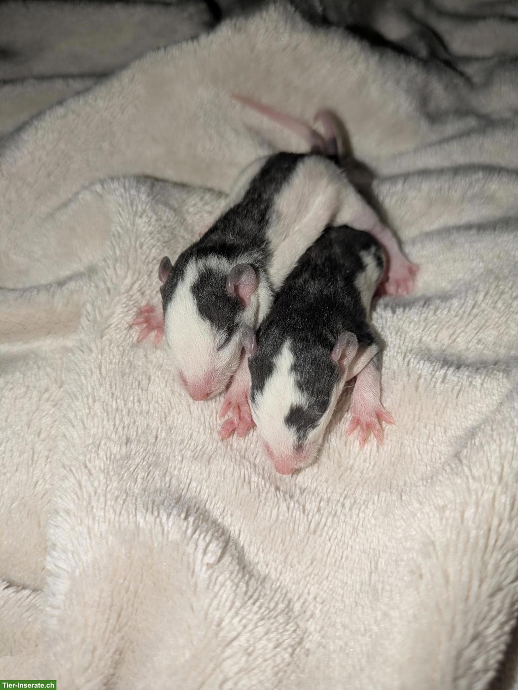 Bild 4: Rattenbabys aus Hobby-Rattenzucht