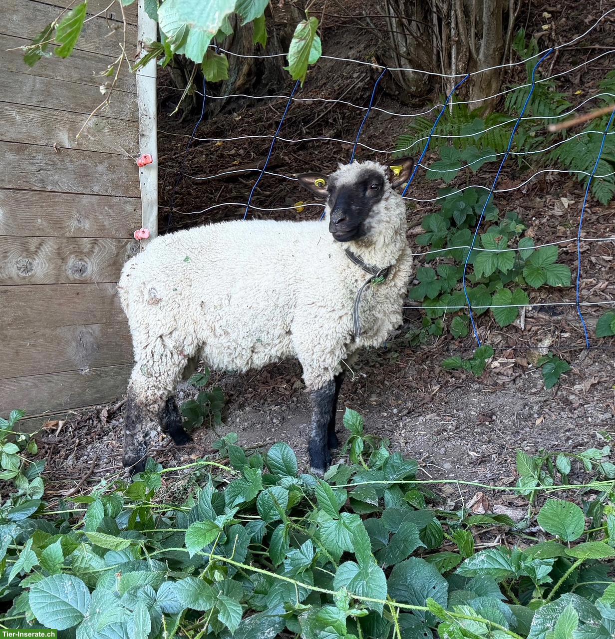 Junge Shropshire Widder zu verkaufen