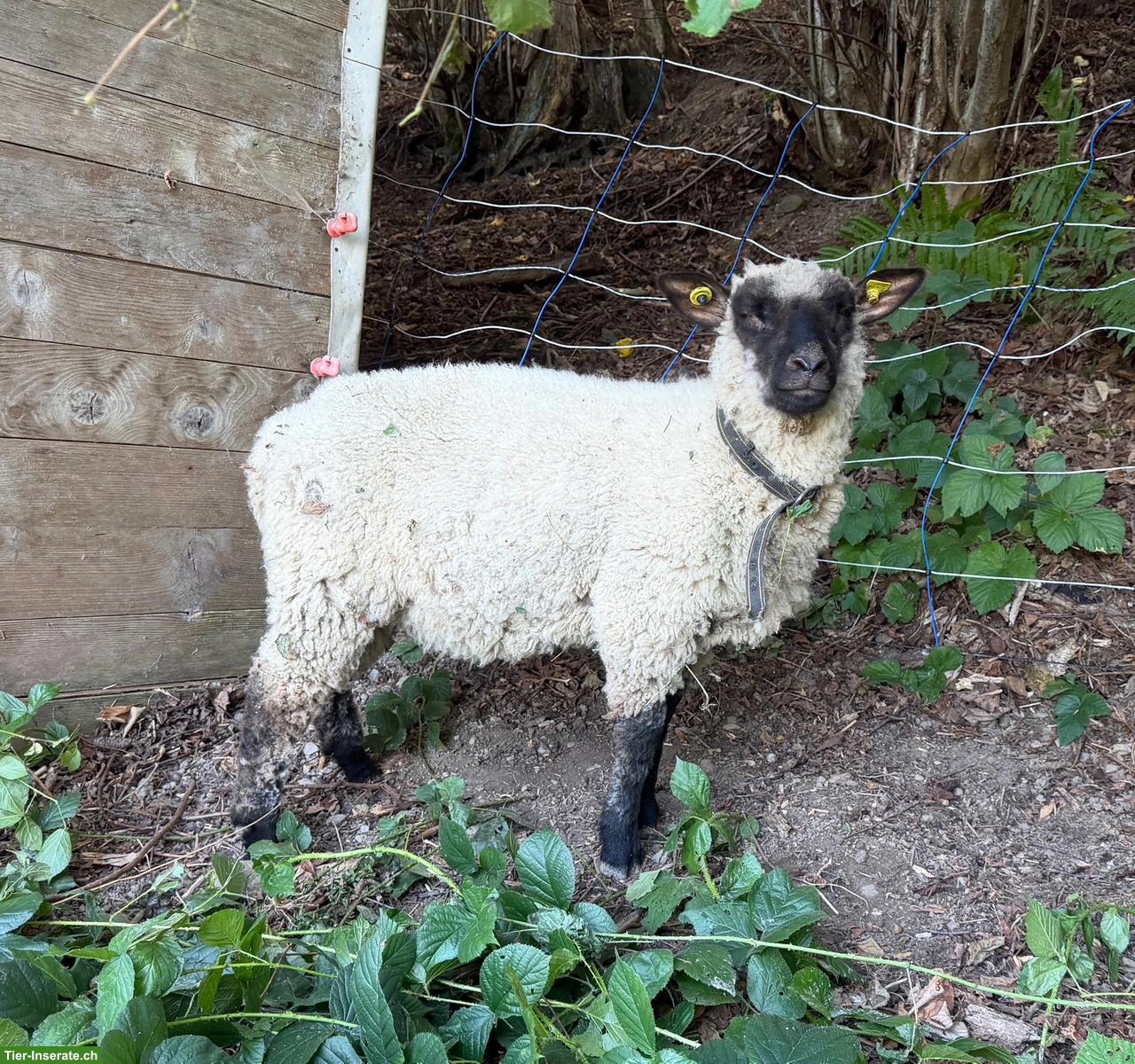 Bild 2: Junge Shropshire Widder zu verkaufen