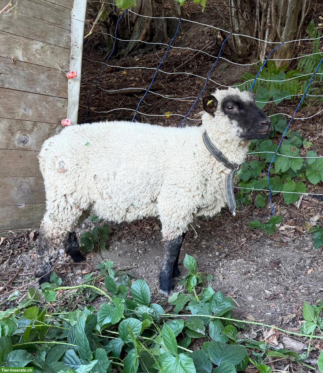 Bild 3: Junge Shropshire Widder zu verkaufen