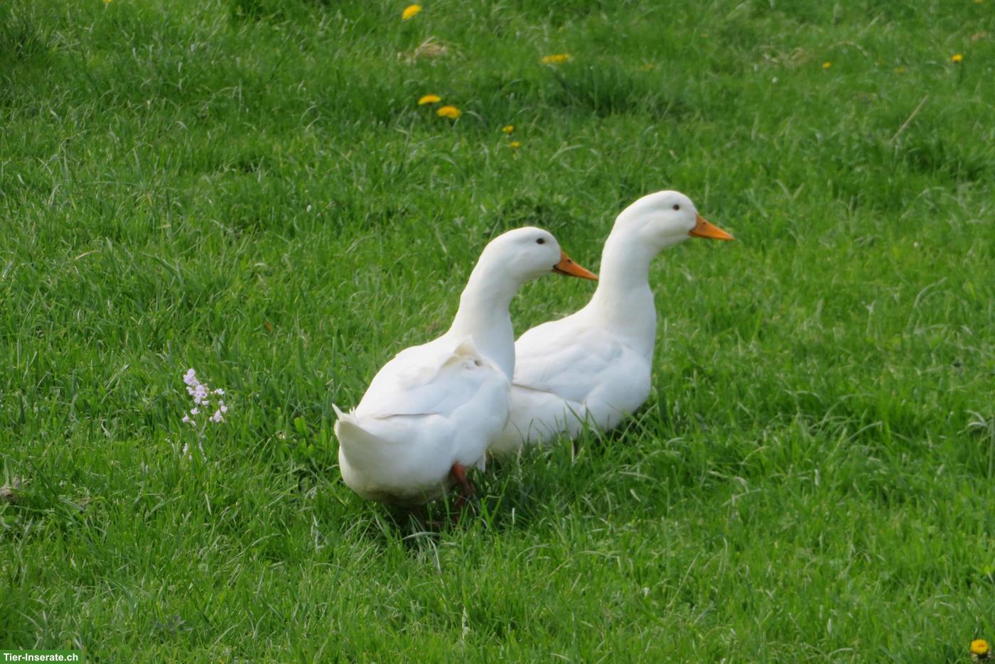 Bild 2: Junge Pekingenten zu verkaufen
