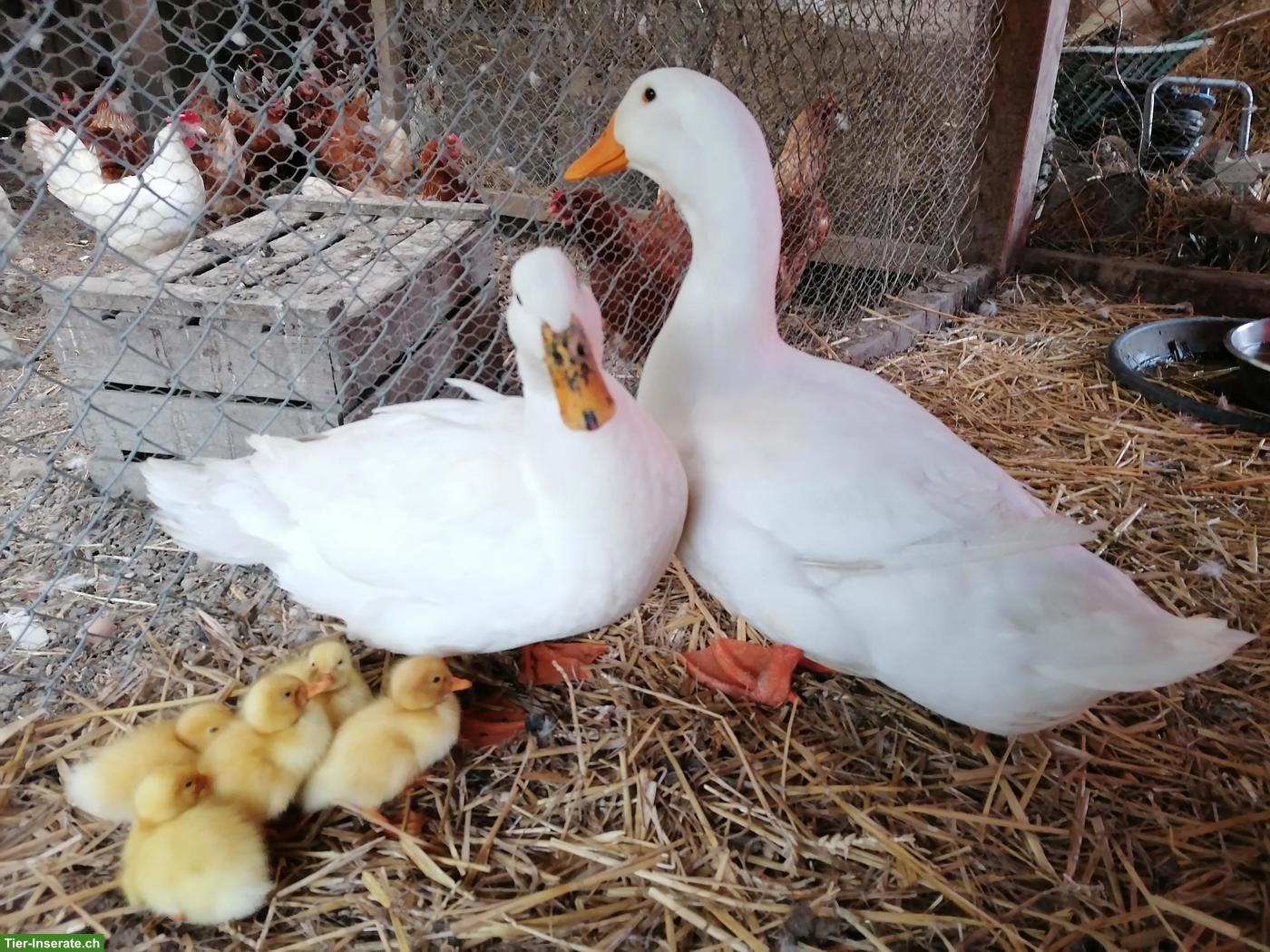 Bild 4: Junge Pekingenten zu verkaufen