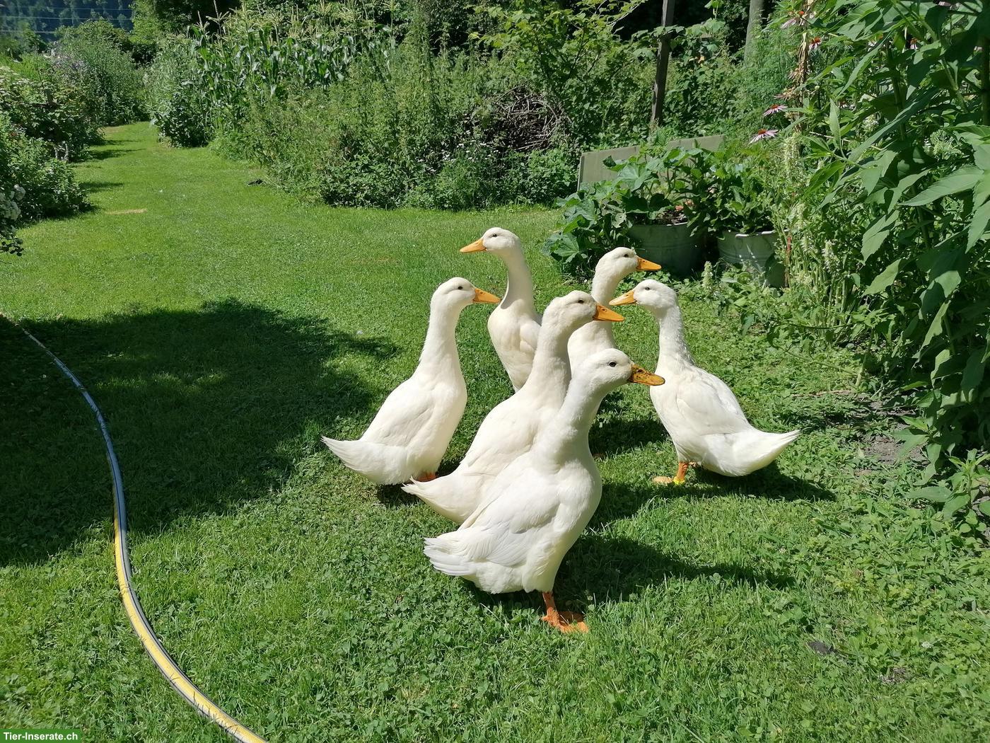 Bild 6: Junge Pekingenten zu verkaufen