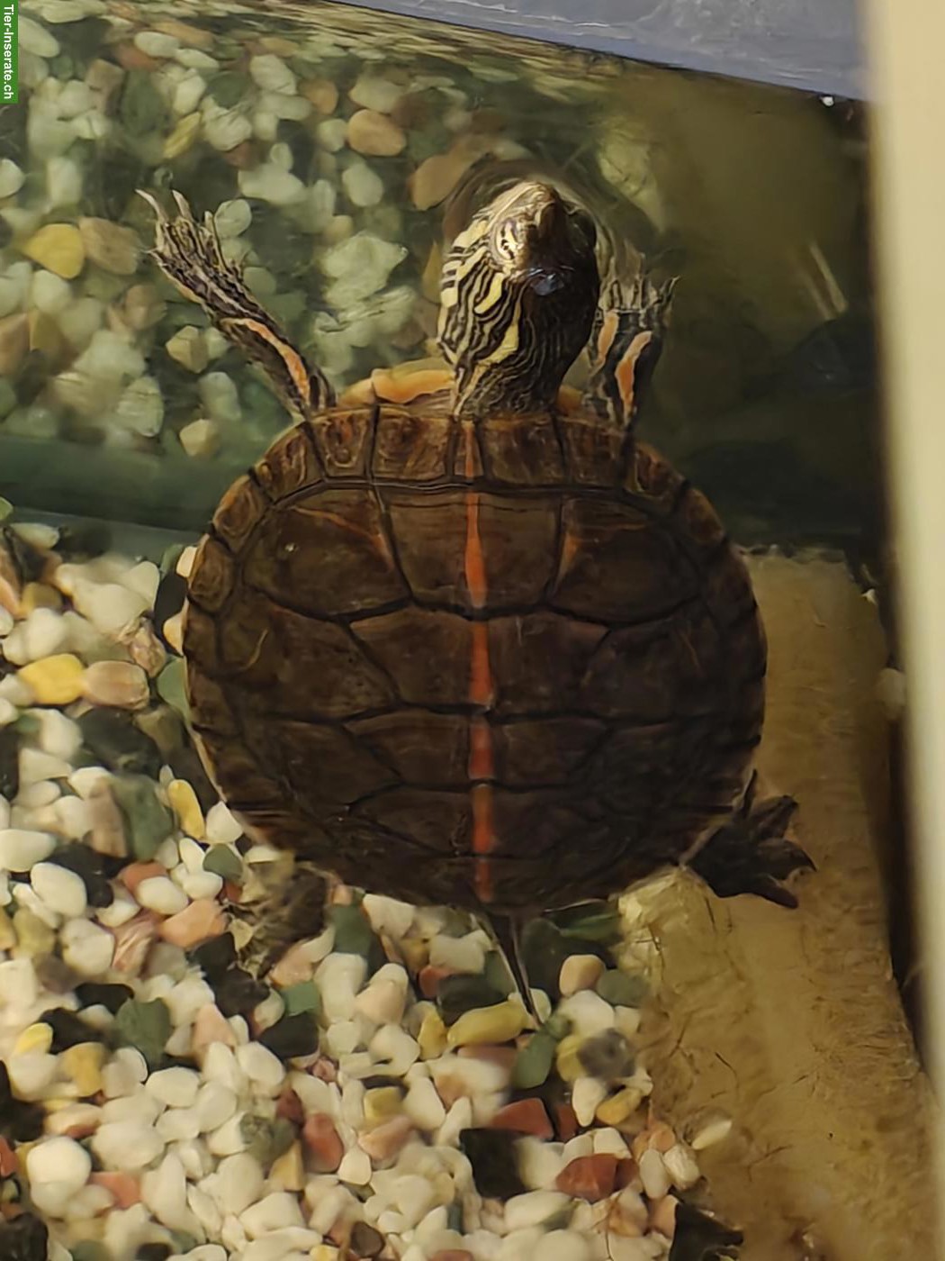 Chrysemys picta Dorsalis Schildkröten Bock GESUCHT