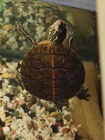 Chrysemys picta Dorsalis Schildkröten Bock GESUCHT