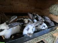 Junge Kaninchen, Schweizer Schecke x Belgischer Riese