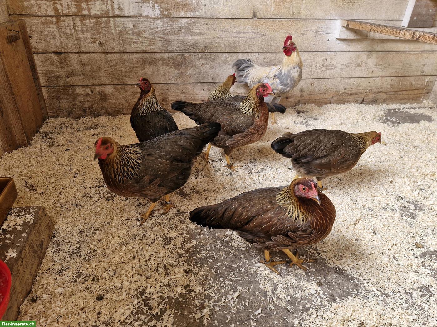 Legereife Zwerg Welsumer orangefarbig