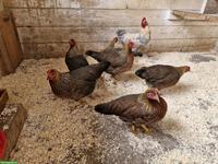 Legereife Zwerg Welsumer orangefarbig