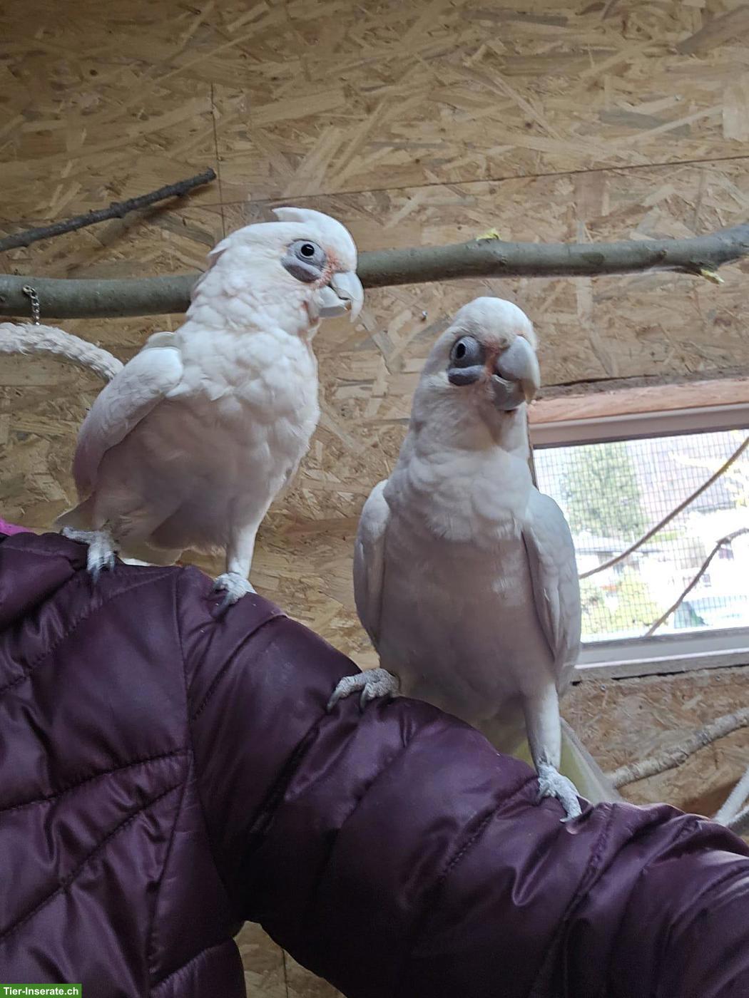 1.1 Kakadus (Cacatua sanguinea)