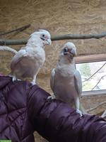 1.1 Kakadus (Cacatua sanguinea)