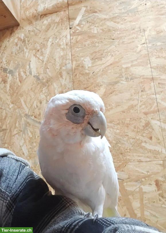 Bild 2: 1.1 Kakadus (Cacatua sanguinea)