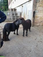 Pflegebeteiligung für Ponys und Esel in Sissach