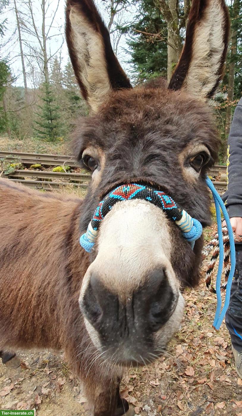 Bild 2: Pflegebeteiligung für Ponys und Esel in Sissach