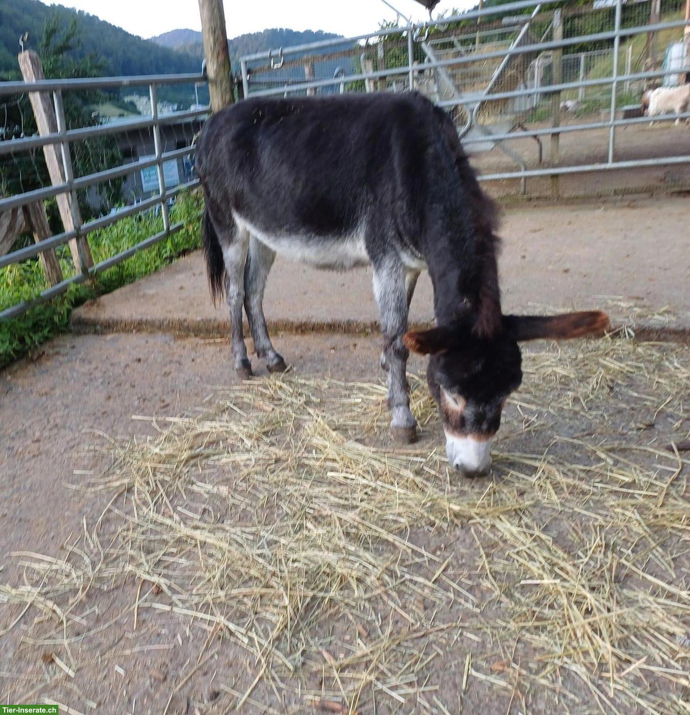 Bild 3: Pflegebeteiligung für Ponys und Esel in Sissach