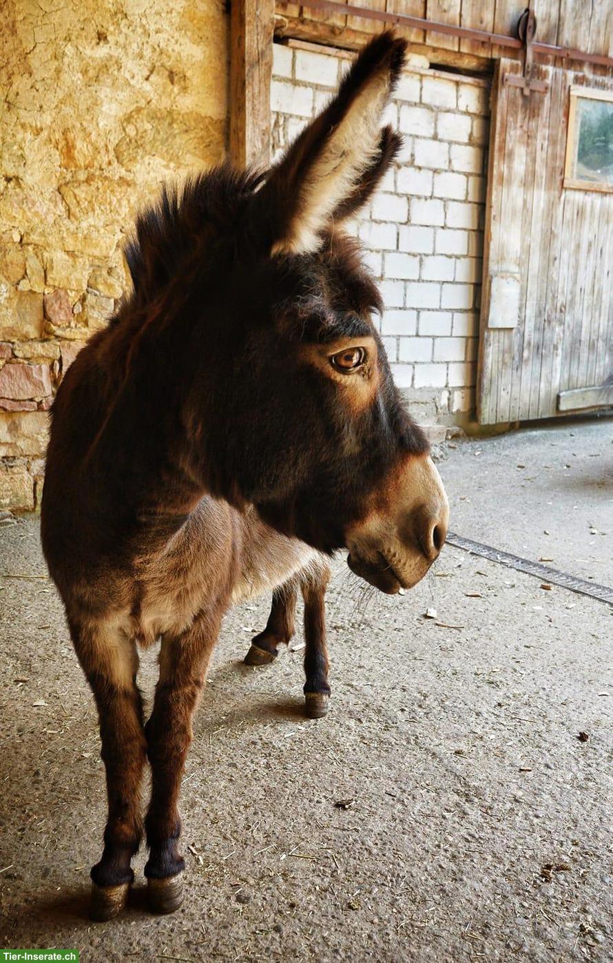 Bild 4: Pflegebeteiligung für Ponys und Esel in Sissach