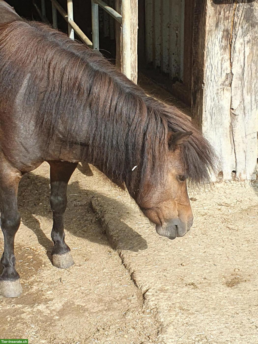 Bild 5: Pflegebeteiligung für Ponys und Esel in Sissach