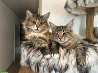 2 Norwegische Waldkatzen abzugeben