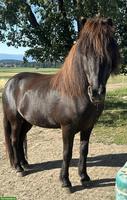 Spazier- und evtl. Reitgelegenheit für Isländer in Rizenbach BE