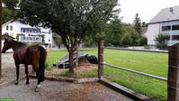 Pferdeboxen in Diegten BL zu vermieten
