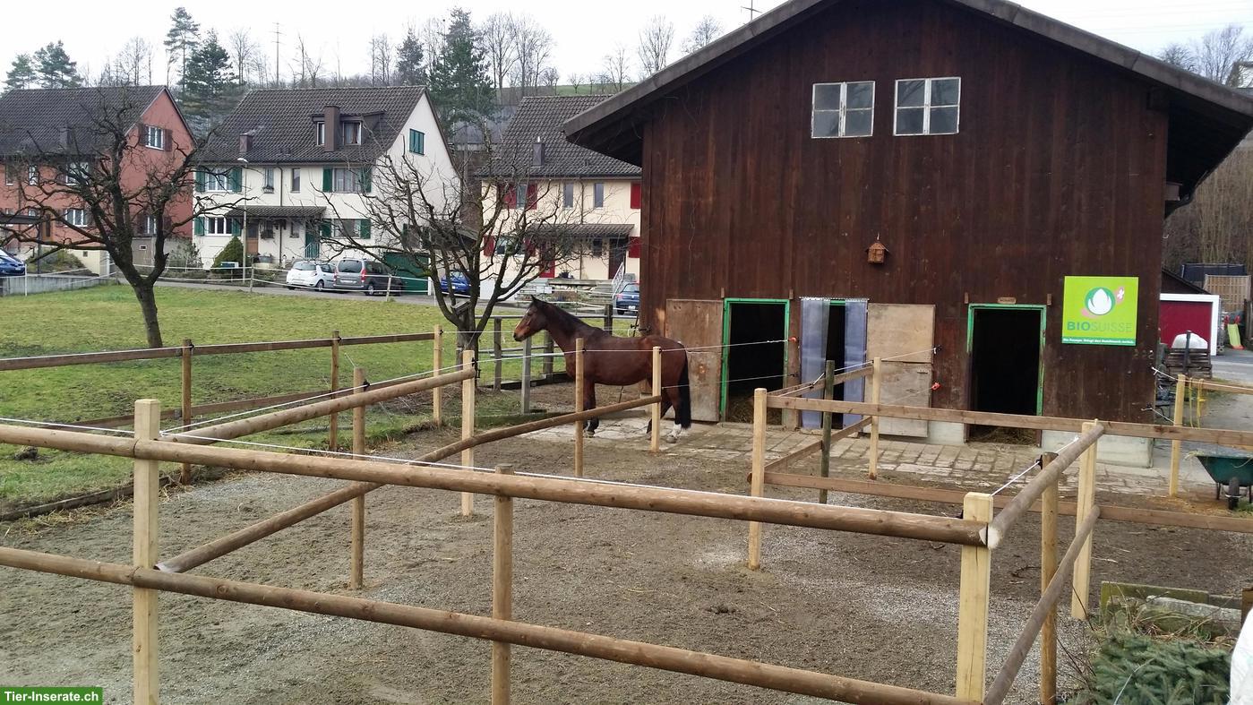 Bild 2: Pferdeboxen in Diegten BL zu vermieten