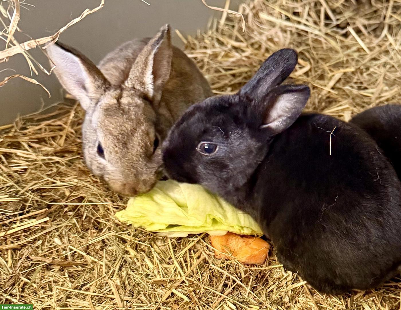 Meerschweinchen & Kaninchen zu verkaufen