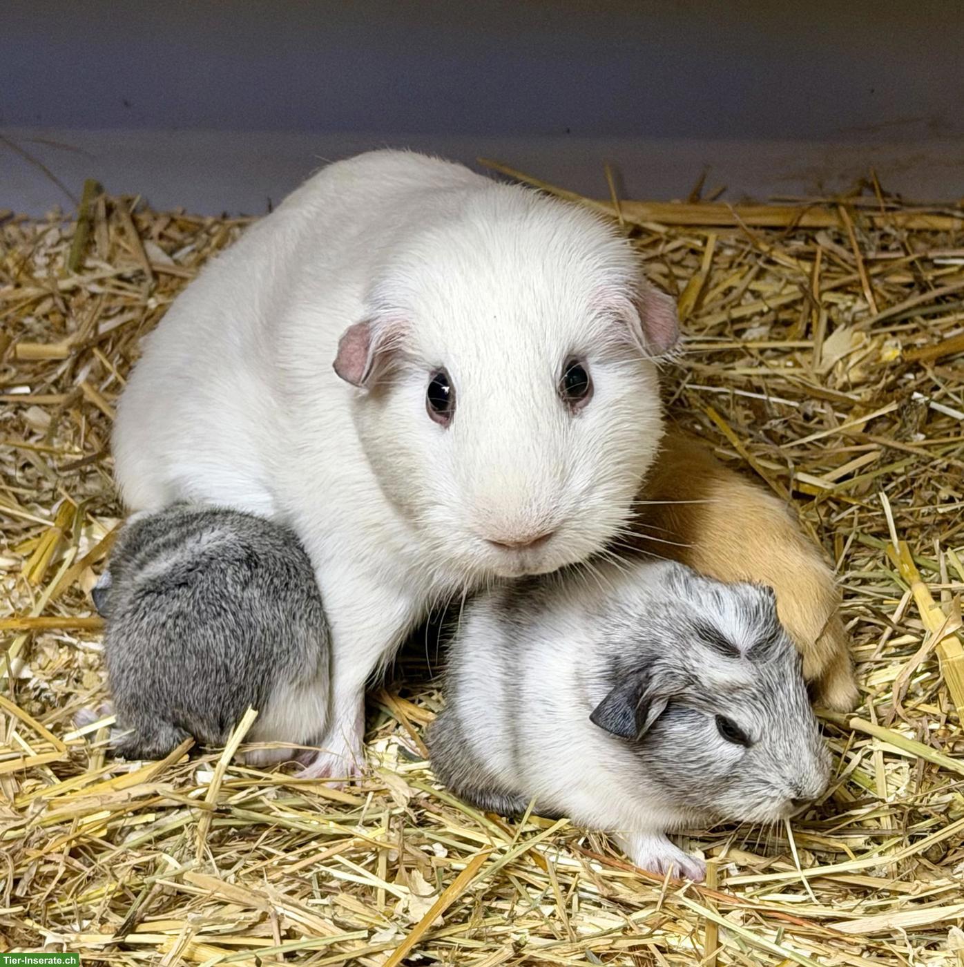 Bild 2: Meerschweinchen & Kaninchen zu verkaufen