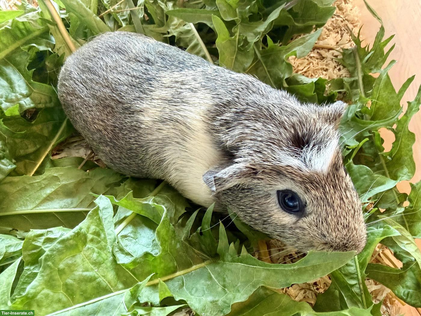 Bild 3: Meerschweinchen & Kaninchen zu verkaufen