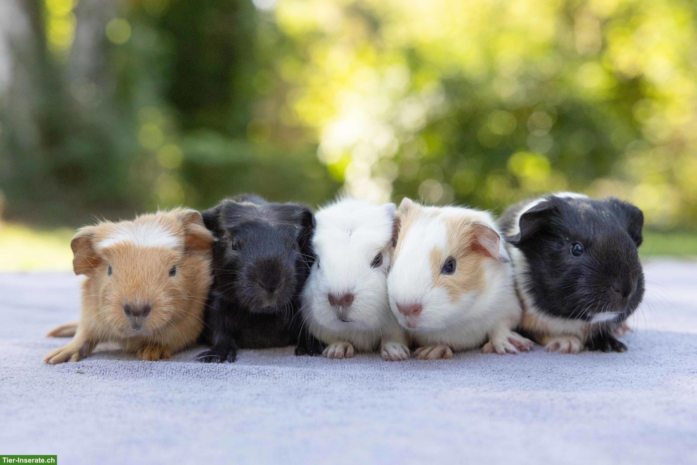 Süsse junge Meerschweinchen suchen ein Zuhause