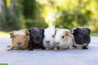 Süsse junge Meerschweinchen suchen ein Zuhause