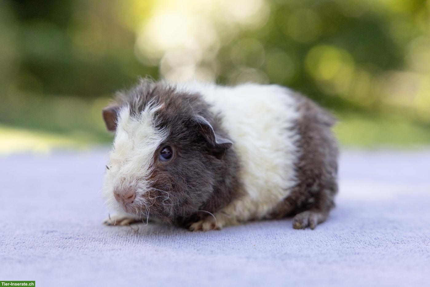 Bild 2: Süsse junge Meerschweinchen suchen ein Zuhause
