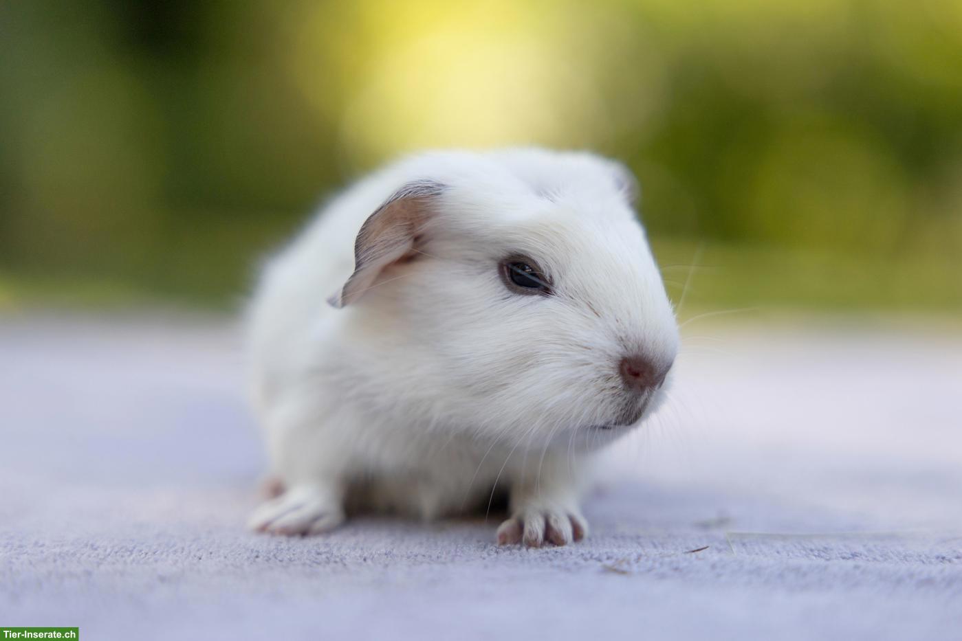 Bild 3: Süsse junge Meerschweinchen suchen ein Zuhause