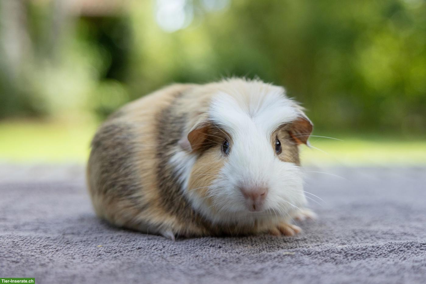 Bild 4: Süsse junge Meerschweinchen suchen ein Zuhause