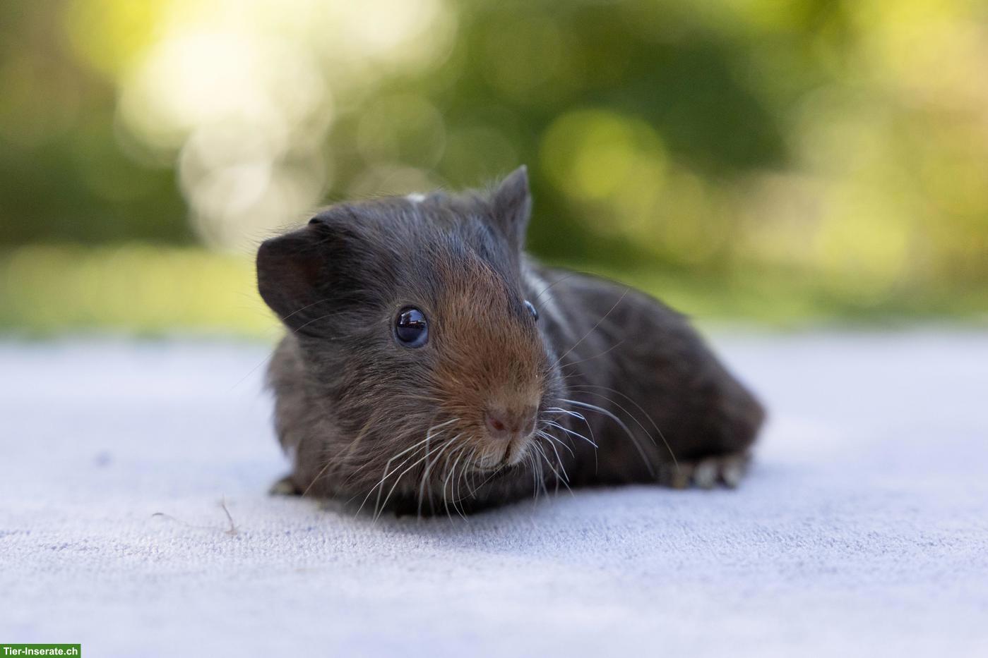 Bild 5: Süsse junge Meerschweinchen suchen ein Zuhause