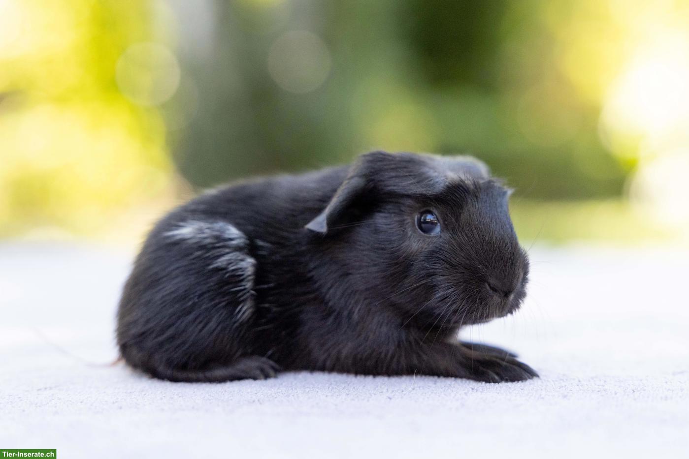 Bild 6: Süsse junge Meerschweinchen suchen ein Zuhause