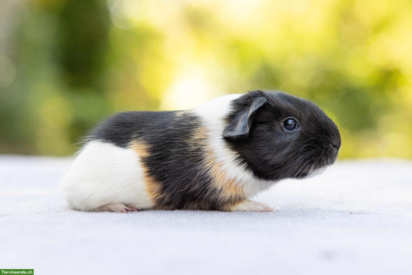 Bild 7: Süsse junge Meerschweinchen suchen ein Zuhause