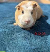 Herzige Meerschweinchen Weibchen suchen ein Zuhause