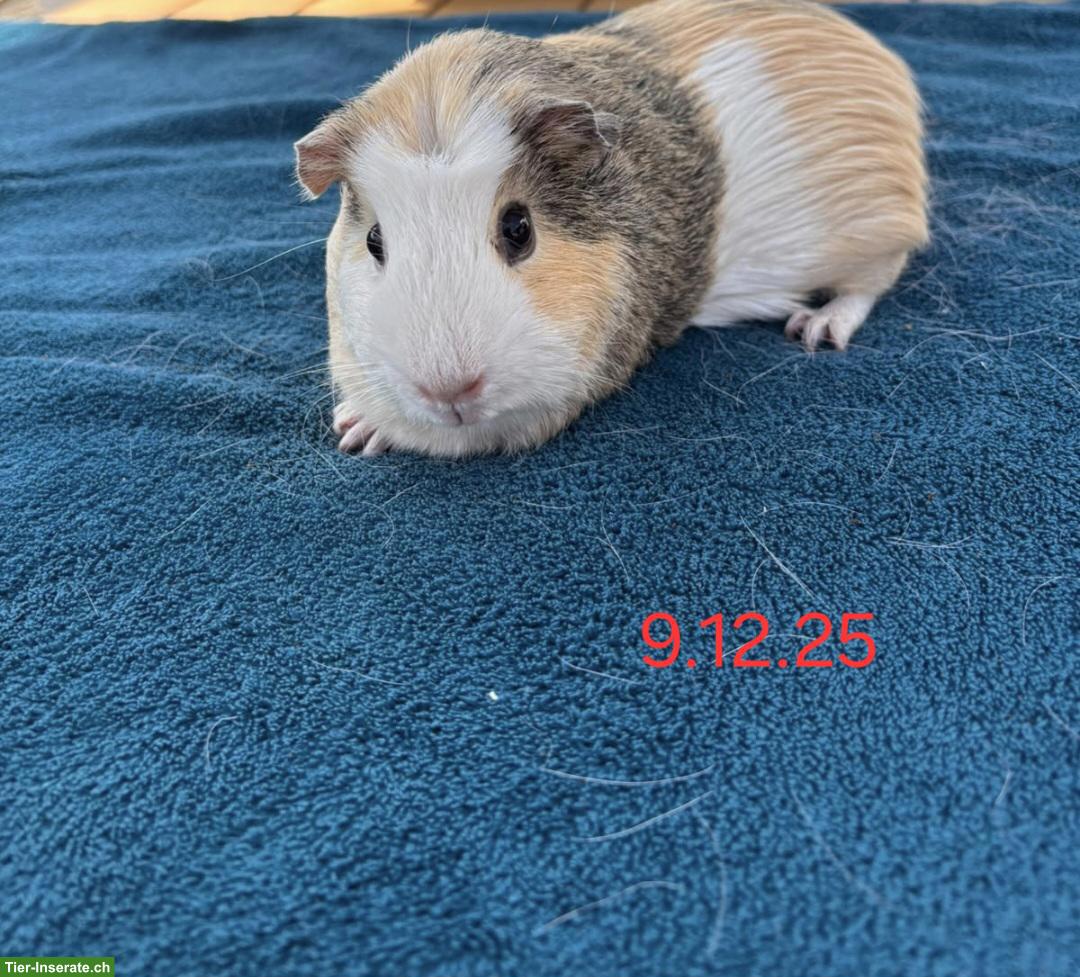 Bild 3: Herzige Meerschweinchen Weibchen suchen ein Zuhause