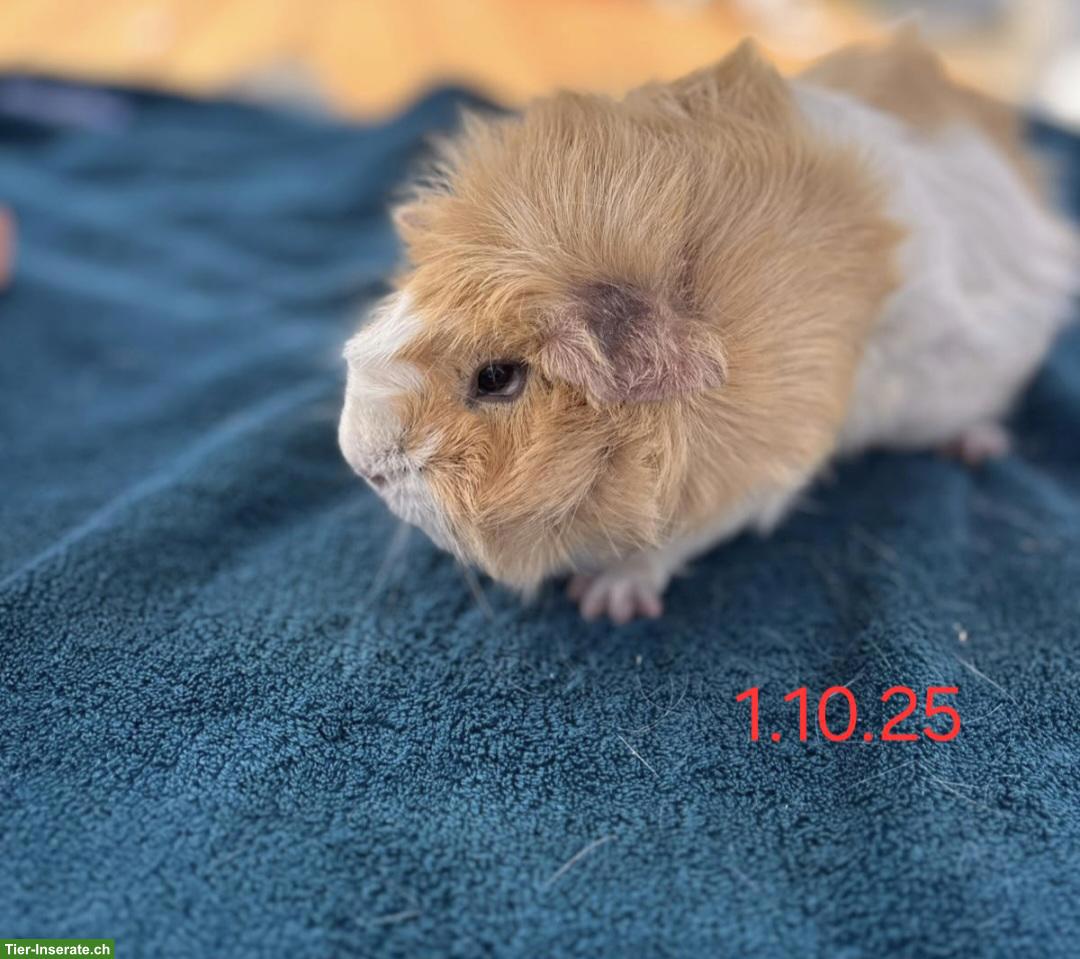 Bild 4: Herzige Meerschweinchen Weibchen suchen ein Zuhause