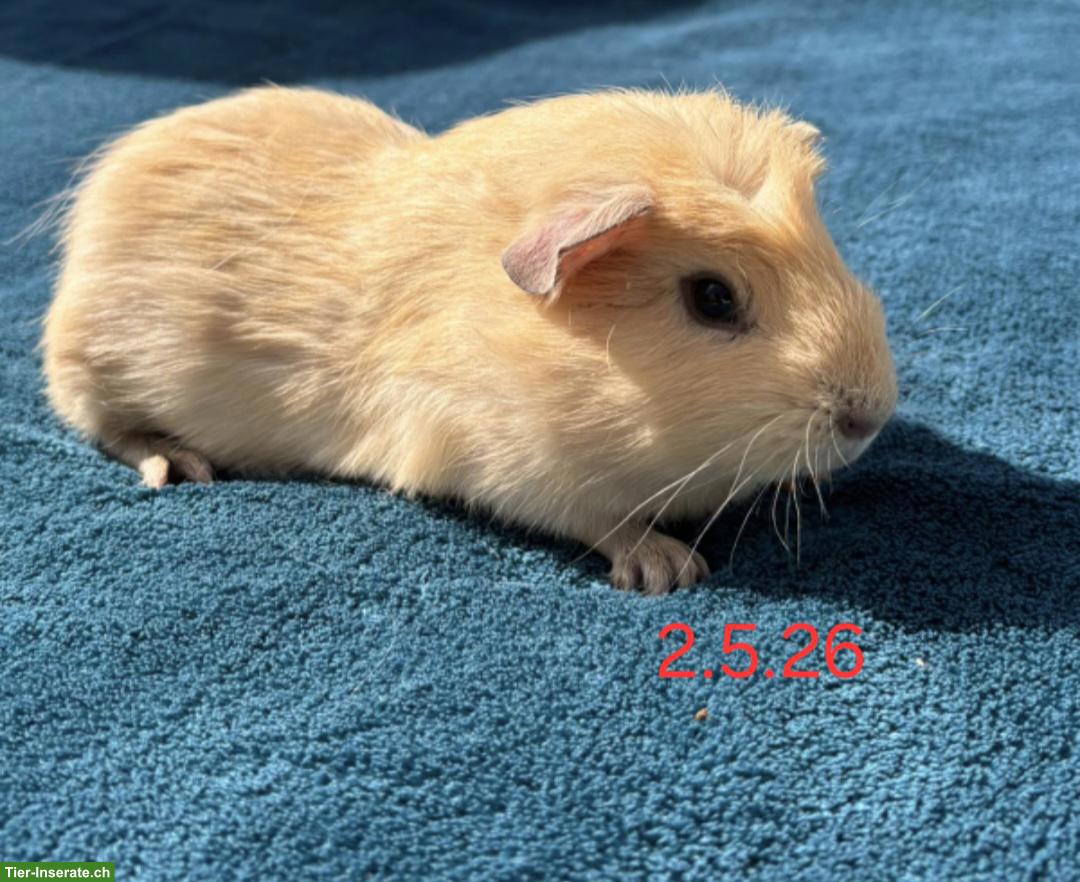 Bild 5: Herzige Meerschweinchen Weibchen suchen ein Zuhause