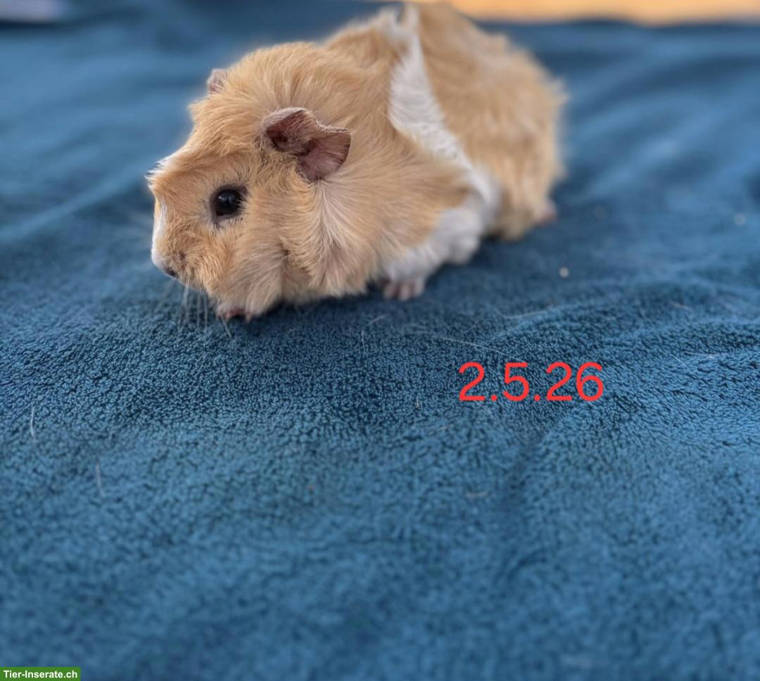 Bild 6: Herzige Meerschweinchen Weibchen suchen ein Zuhause