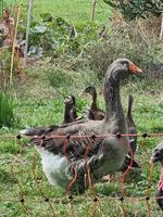 Graue Gans, weiblich